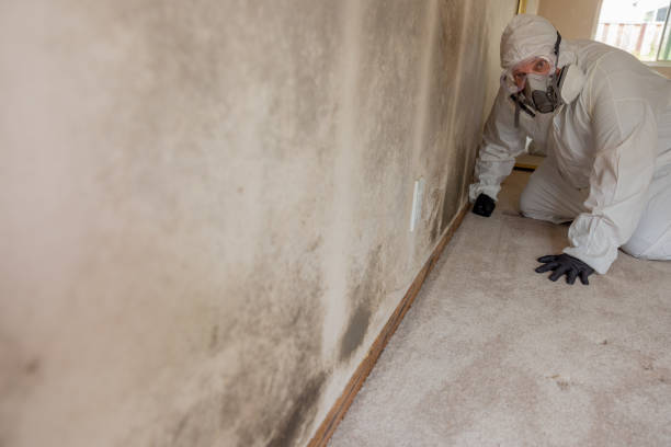 Best Mold Odor Removal Services  in Catlettsburg, KY